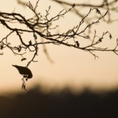 Những bài thơ nhỏ của Taneda Santoka 